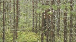 Naked Shoot. Artistic Softcore duo dance in forest