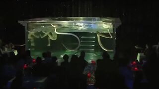 Moulin Rouge Féerie - Showgirls