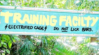 Adult Jurassic Wood XXX - Swollen Dingdong - Sex Episode