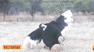 Lucky Luke is making sure that African beasts are safe and can romp all day long