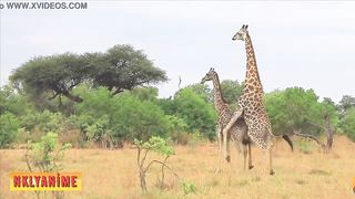 Lucky Luke is making sure that African beasts are safe and can romp all day long