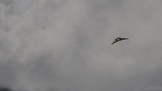 Black Widow XXX Wicked Trailer (2021)