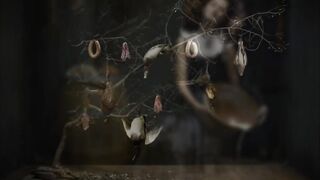 Franco FAGIOLI PORPORA "Torbido intorno al core"